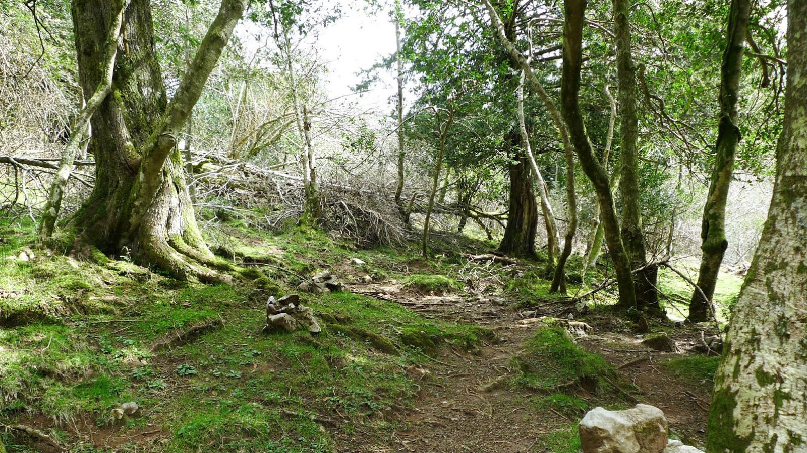 Árboles, bosques y medio ambiente protagonizan 'Memoria de delfín'
