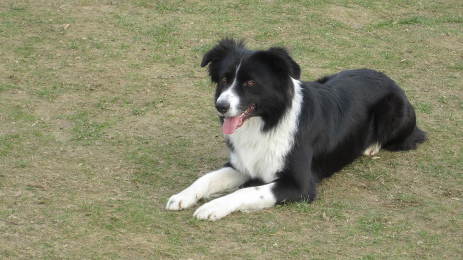 Ejemplar de 'border collie'.
