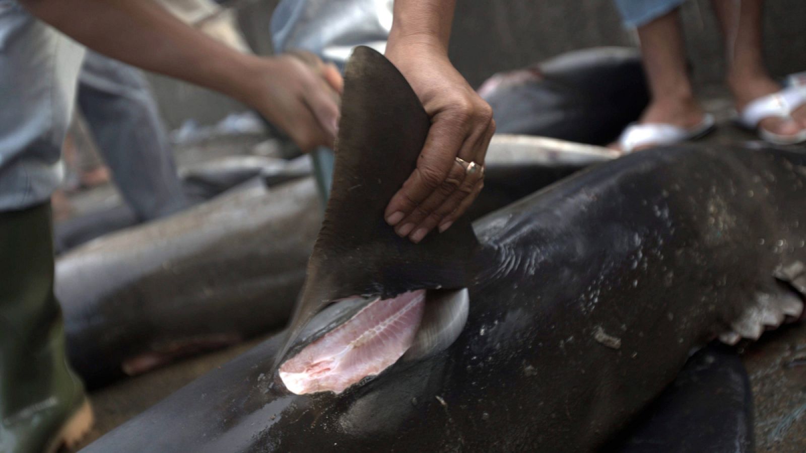 El valor económico de los animales es un factor clave de riesgo de extinción.