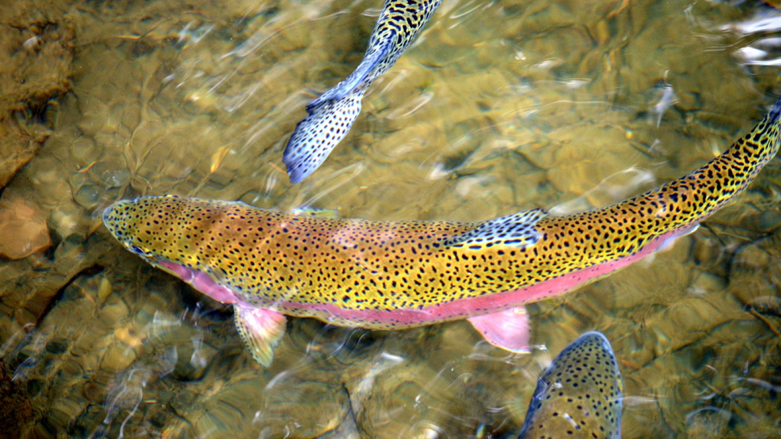 La trucha arcoiris es una de las especies que vuelve a considerarse invasora.