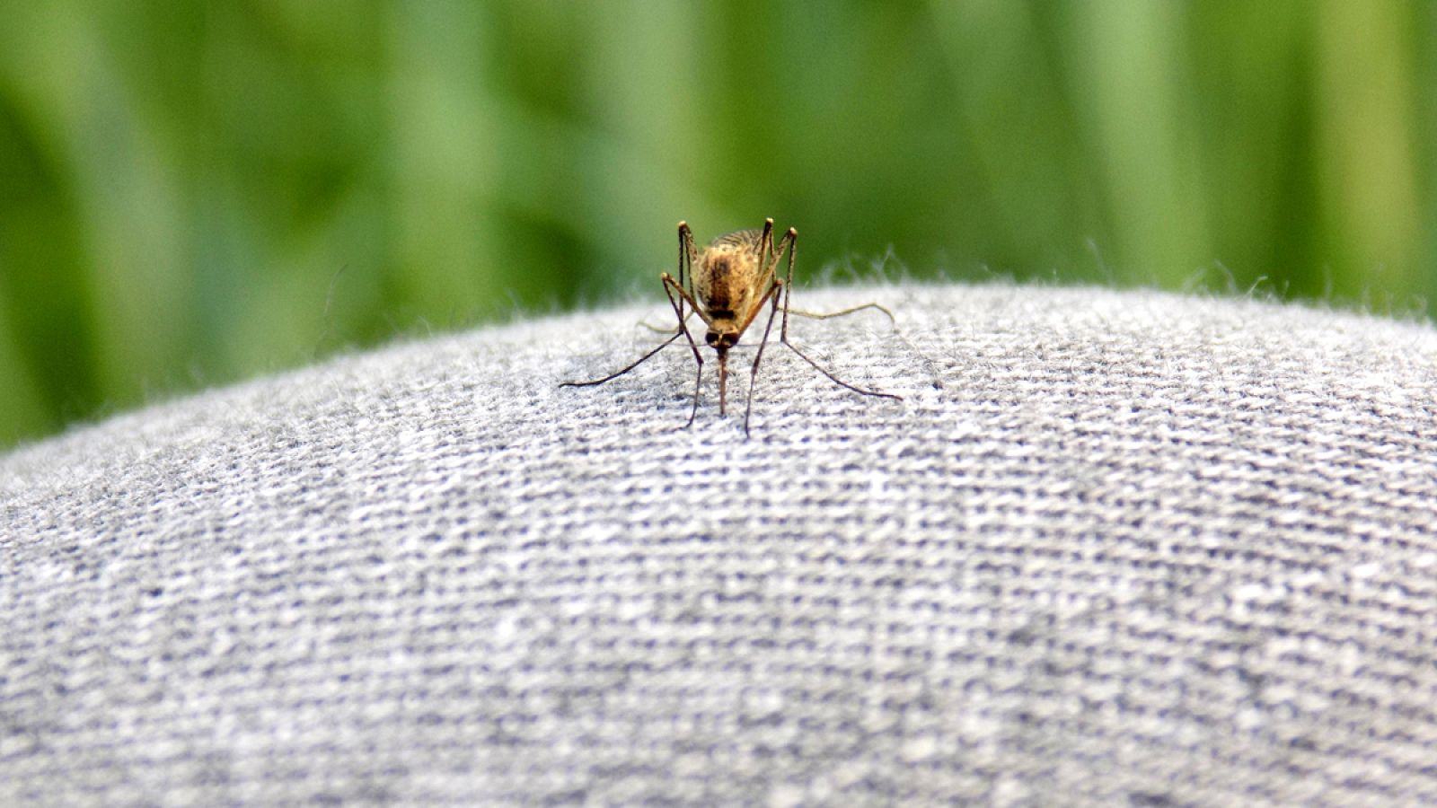 Un mosquito sobre unos pantalones vaqueros