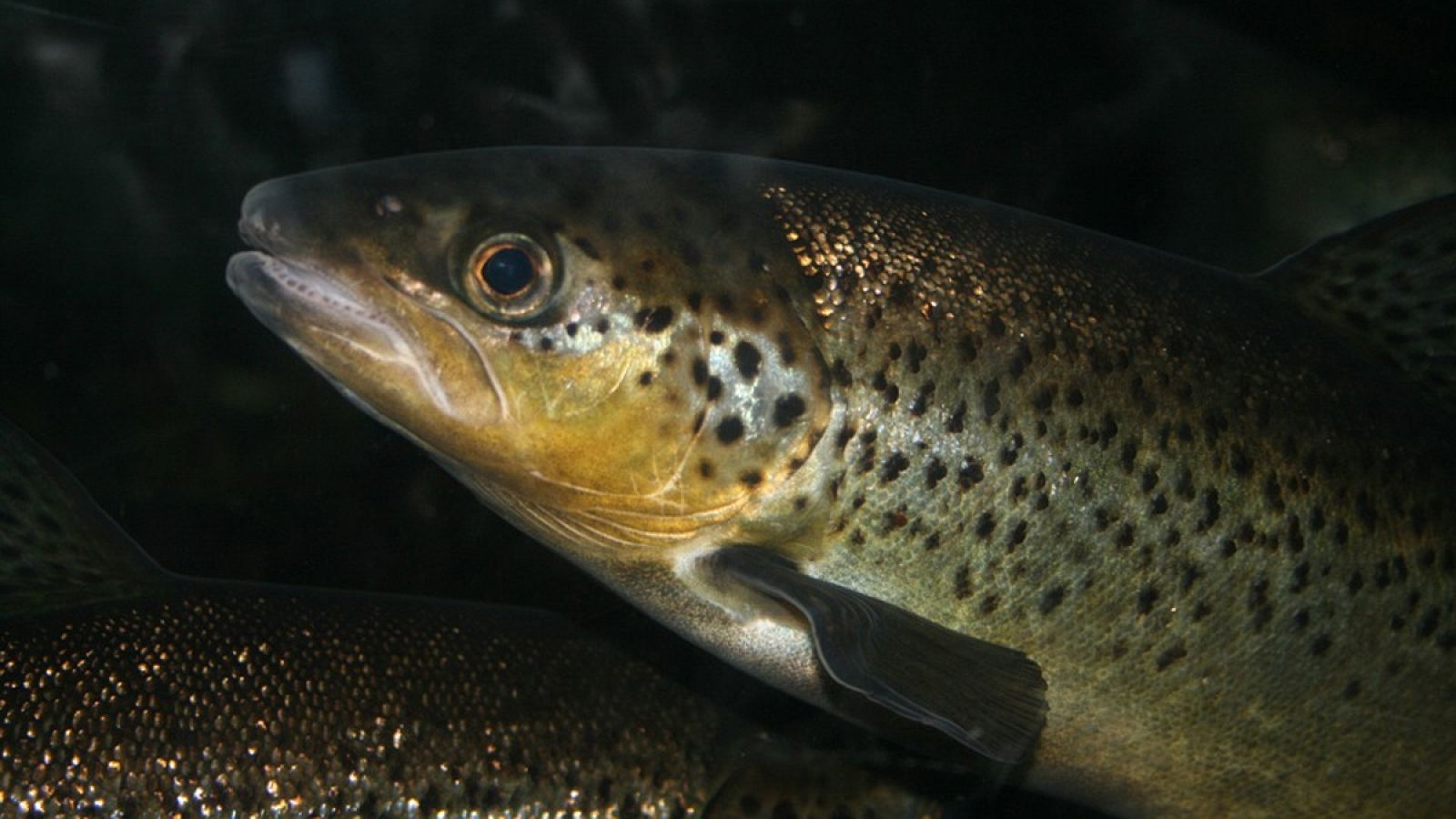 Imagen de una trucha.