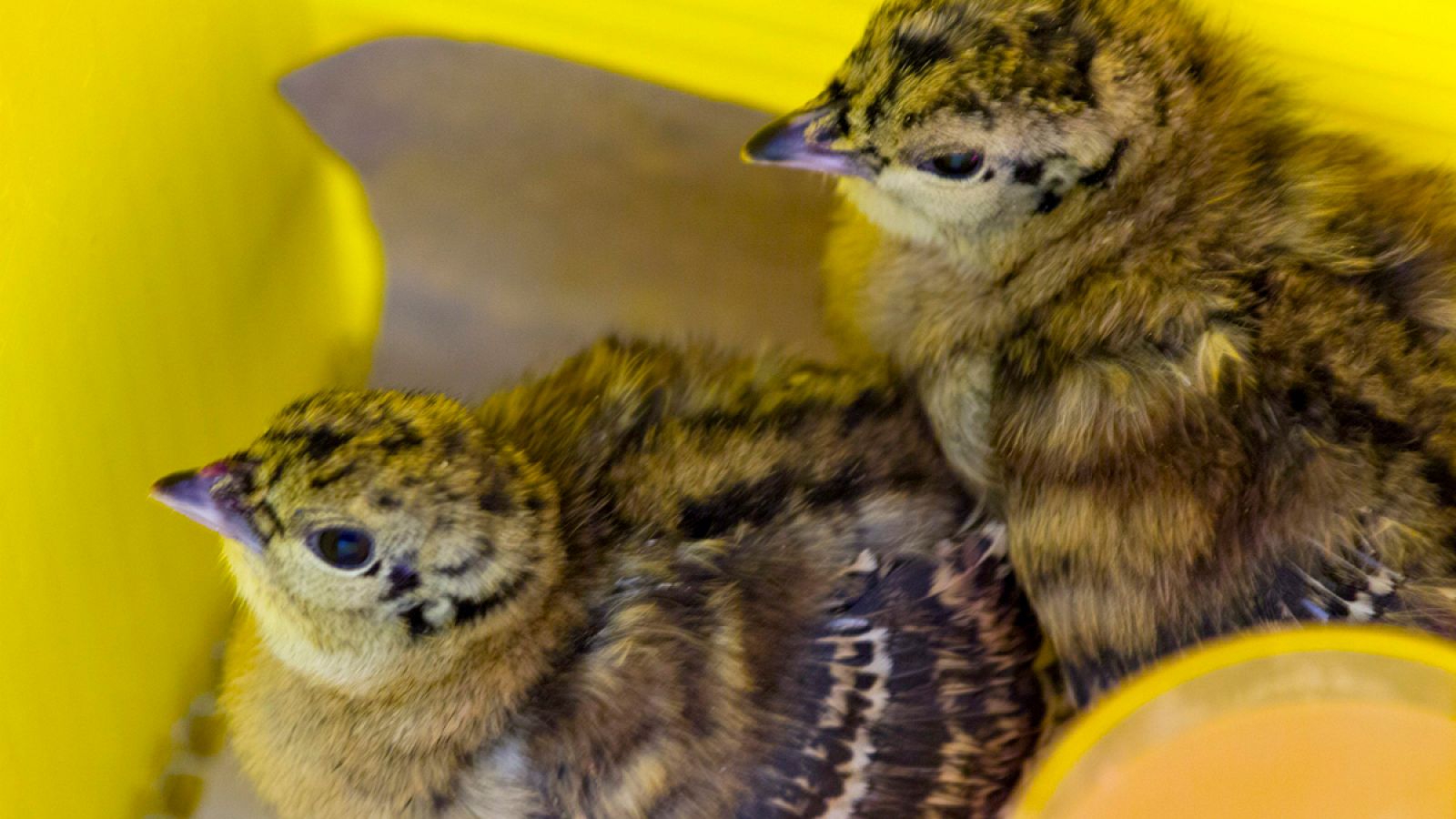 Imagen de archivo de dos pollos de urogallo.