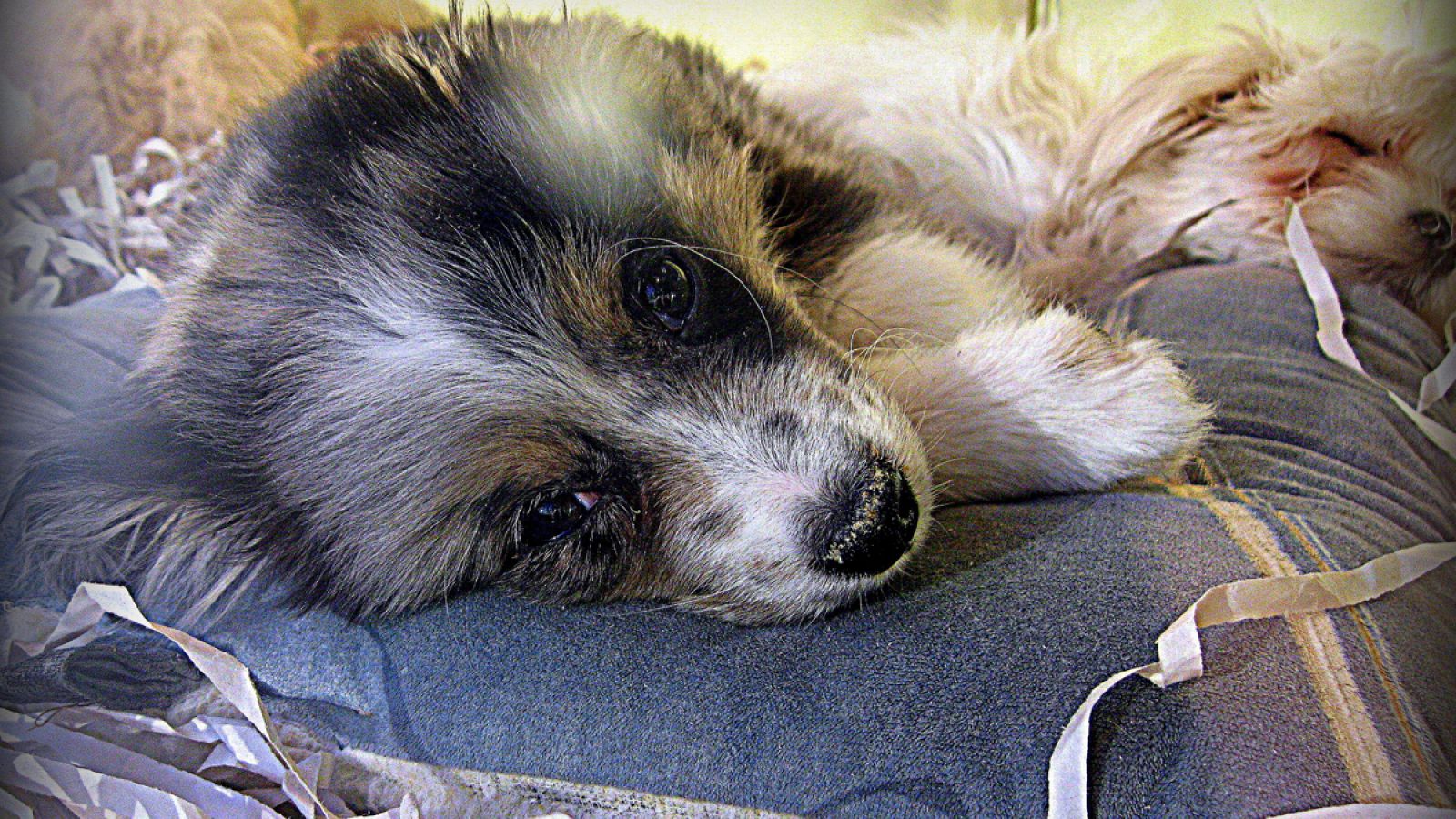 Los establecimientos deberán cumplir unas determinadas condiciones de salubridad y espacio para vender físicamente perros y gatos.