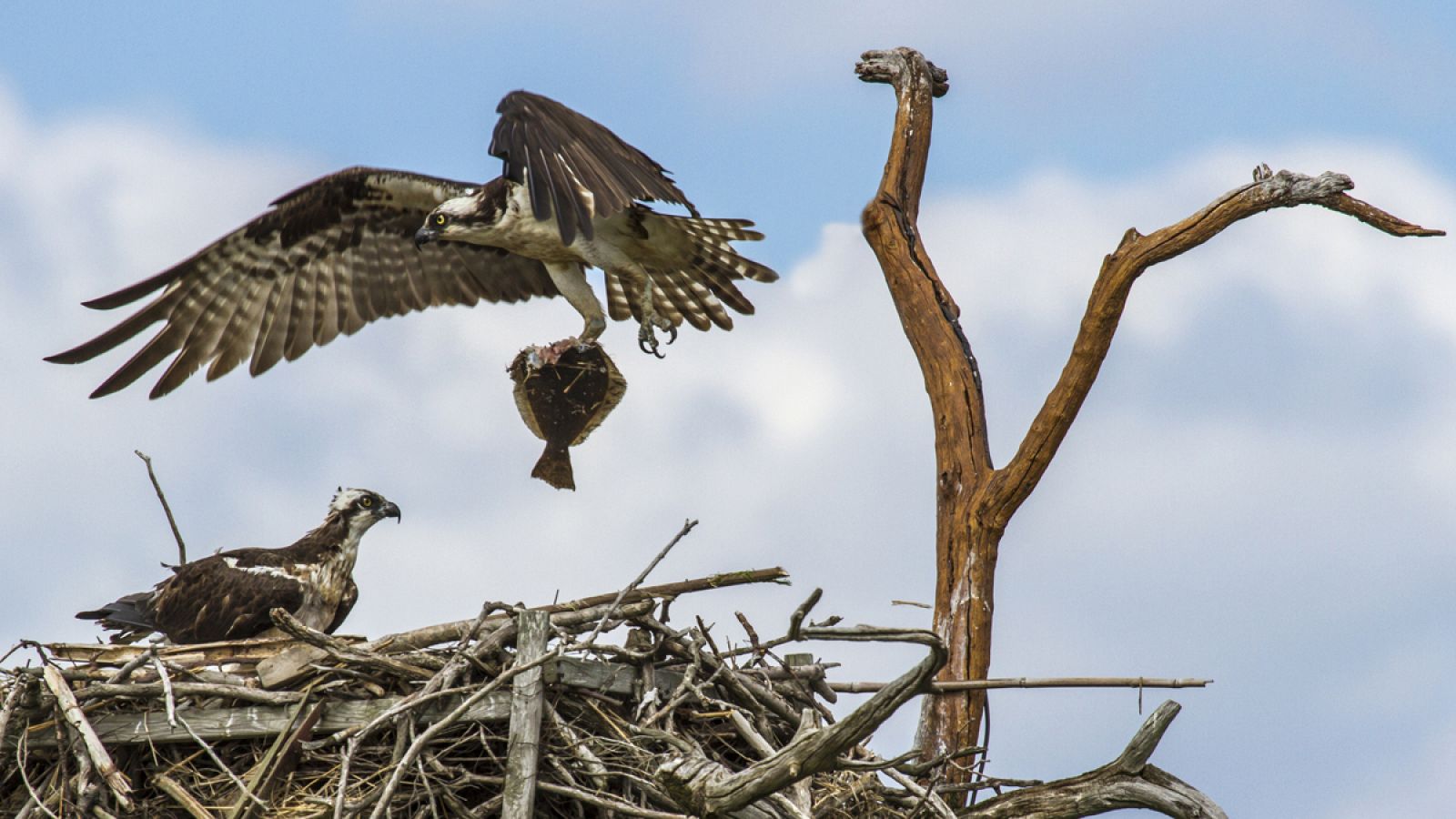 Un ejemplar de quebrantahuesos