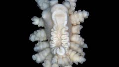 Descubren una nueva especie de invertebrado marino en la Antártida