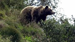 La Cordillera Cantábrica consolida su población de osos