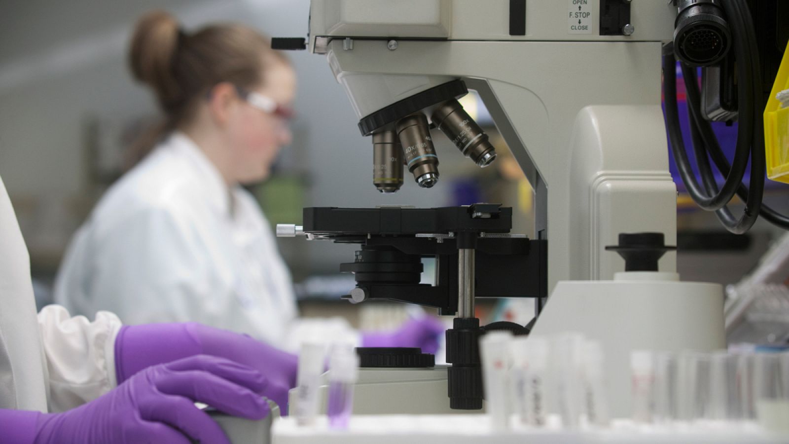 Los investigadores se han centrado en estudiar los patrones de los genes en las células madre de las planarias.