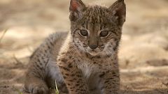 La temporada de cría en cautividad del lince logra un 83% de supervivencia
