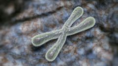 Investigadores del CNIO descubren que las moléculas TERRA protegen a los telómeros y la viabilidad celular
