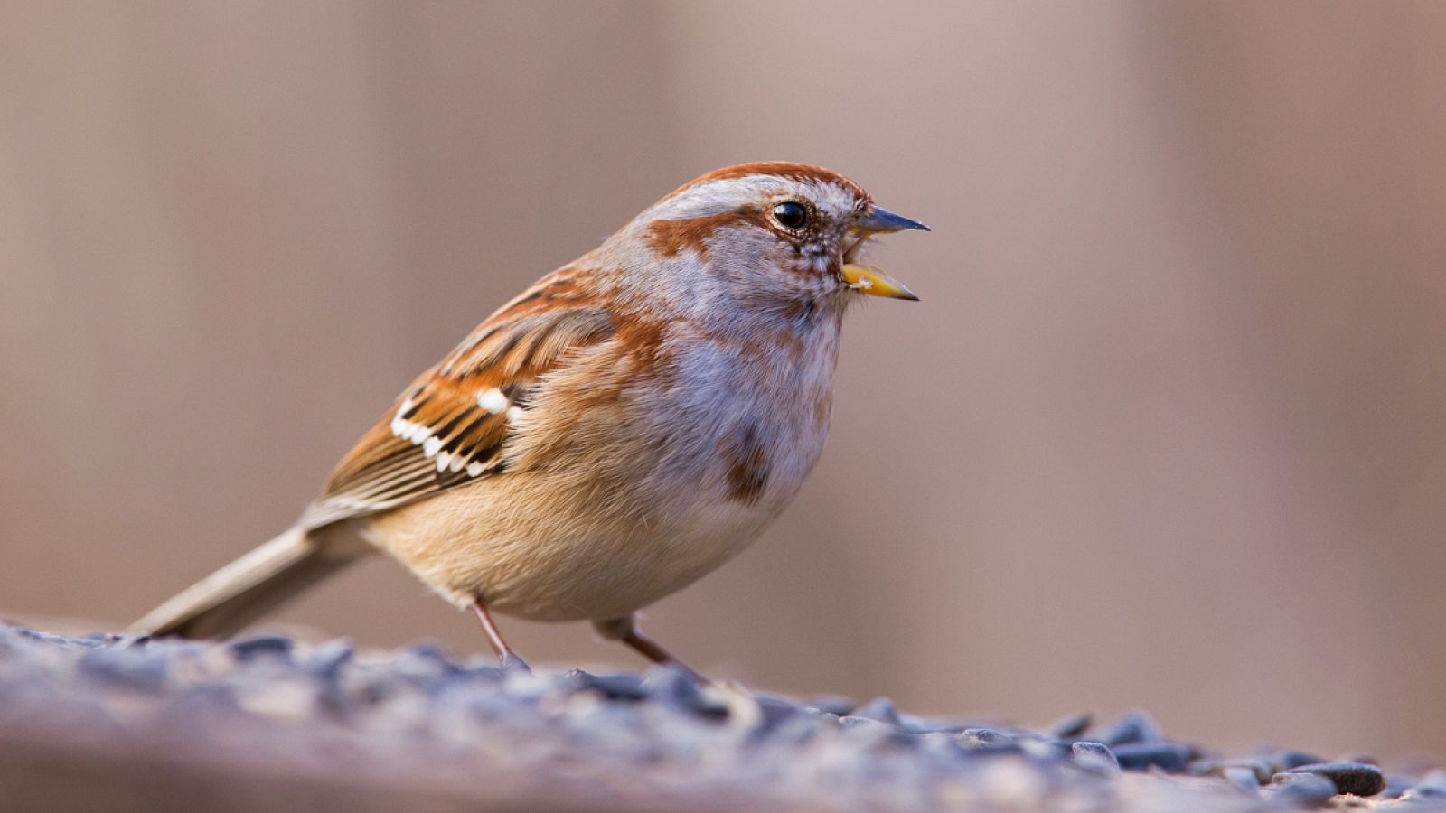 Los científicos han medido el nivel de agresividad territorial de machos de gorrión melódico (Melospiza melodia).