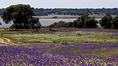 Ecologistas advierten de que el acuífero de Doñana está en alerta