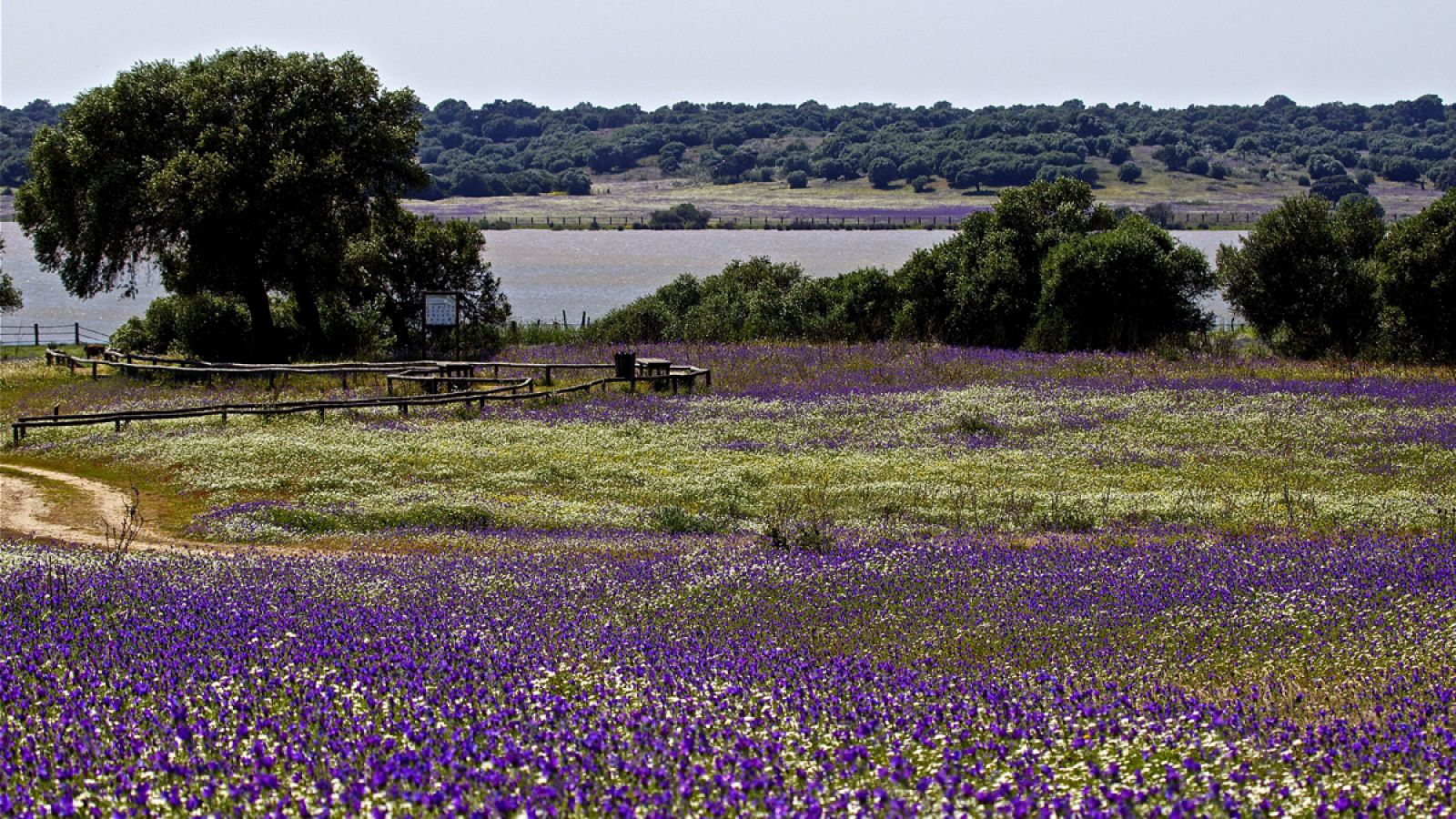 Imagen de uno de los sectores del Parque Nacional de Doñana.