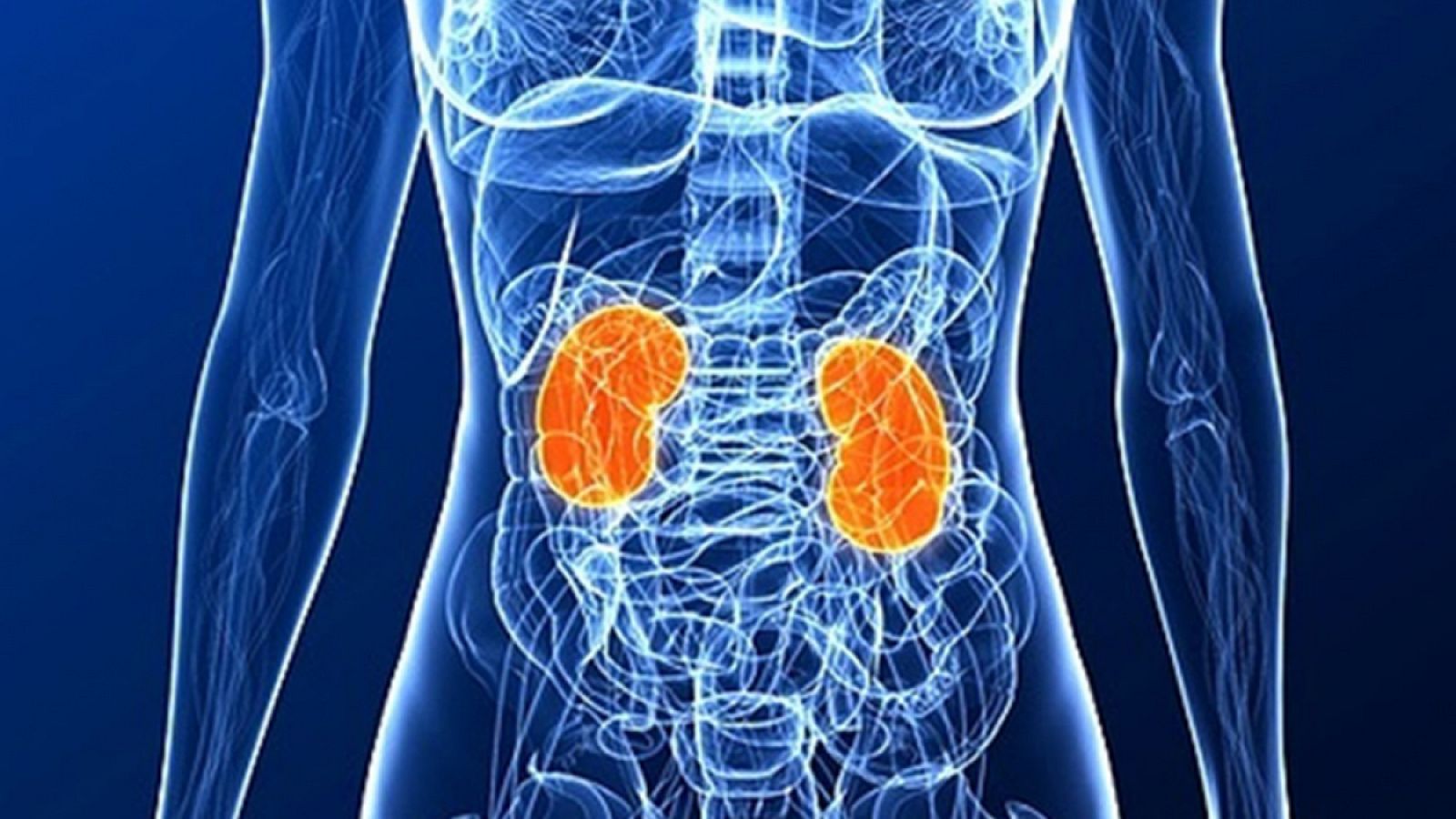 Los investigadores buscan aplicar la terapia celular a órganos cuya función está disminuida, como riñones.