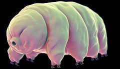 Desvelan uno de los secretos mejor guardados del animal más resistente de la naturaleza