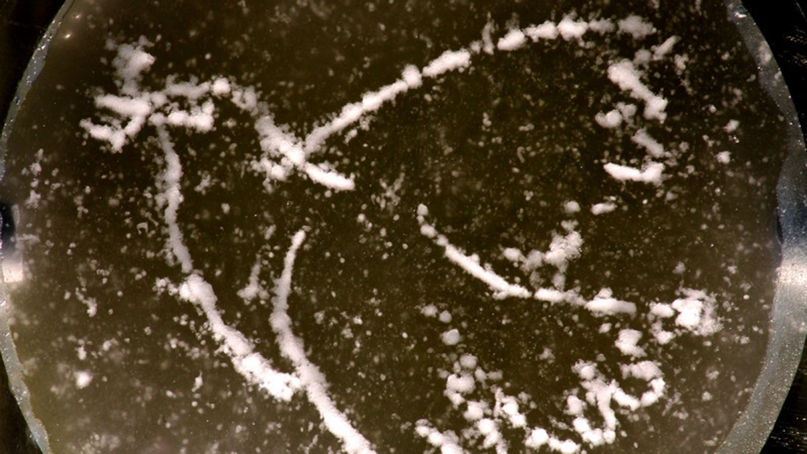 Para fabricar el holograma acústico se ha usado una impresora 3D.