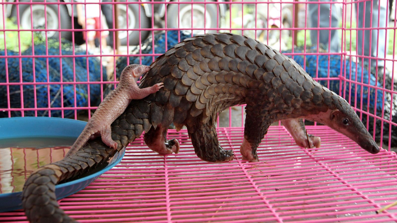 Una cría de pangolín y su madre, fotografiados en el interior de una jaula.