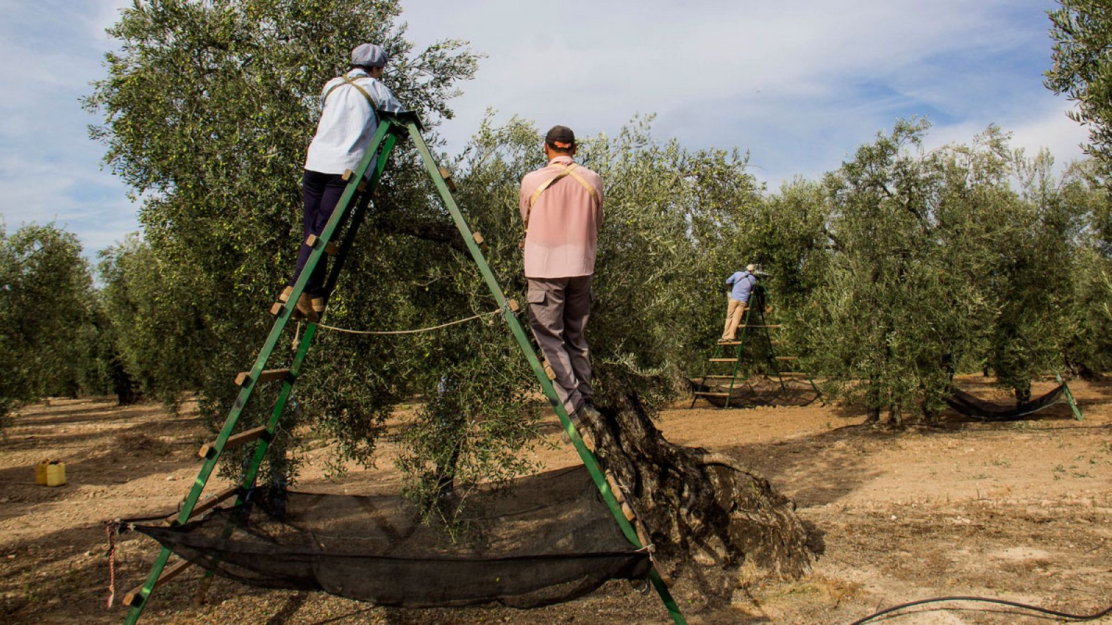 Recogida de la aceituna en una finca de Sevilla