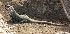 Nacen en la isla del Hierro 53 crías de lagarto gigante, una especie en peligro de extinción