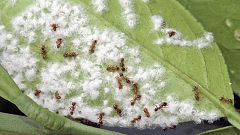 La hormiga argentina, un inquilino no deseado que amenaza los ecosistemas en España