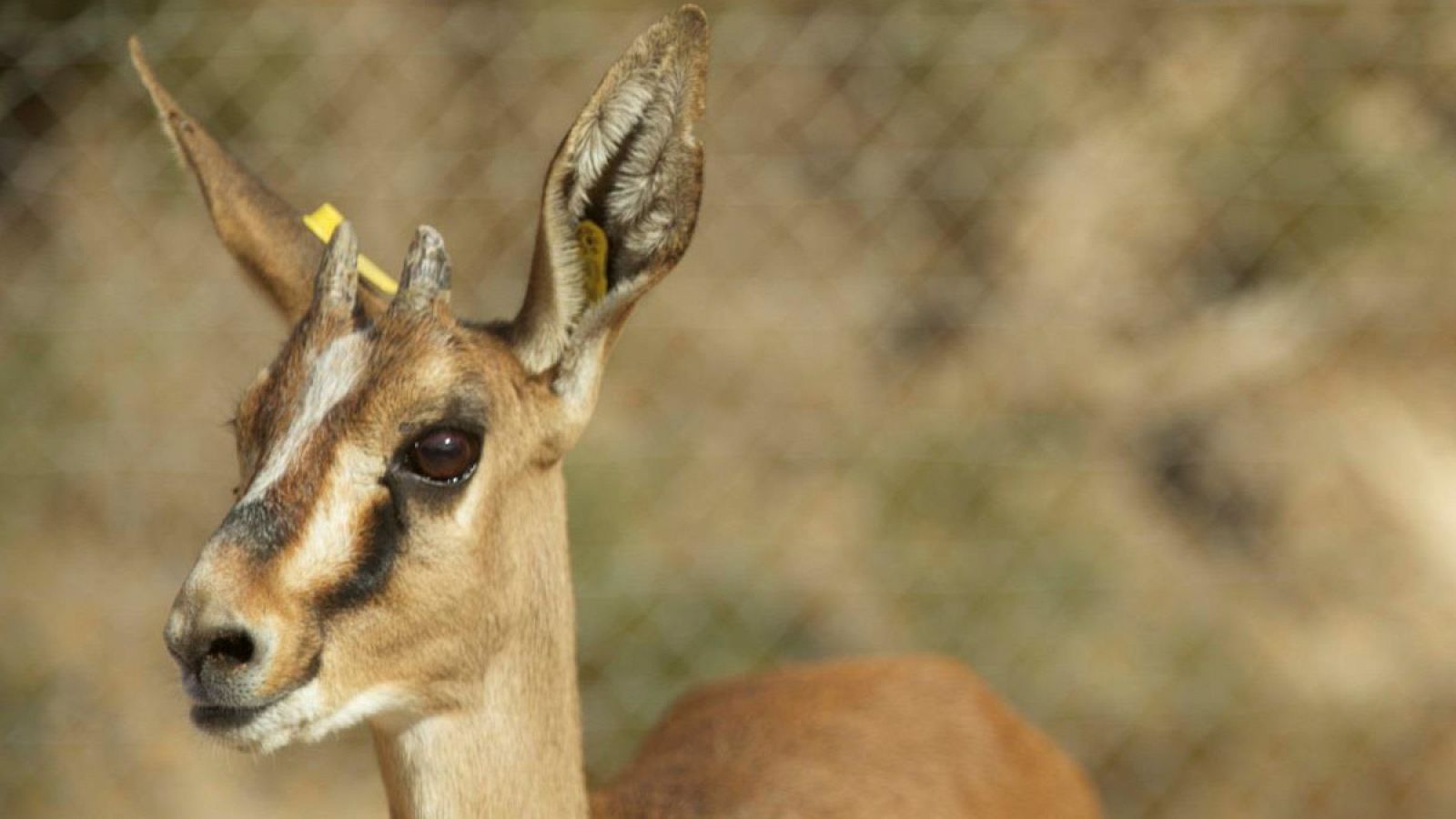 Ejemplar de gacela de Cuvier, en la Estación Experimental de Zonas Áridas