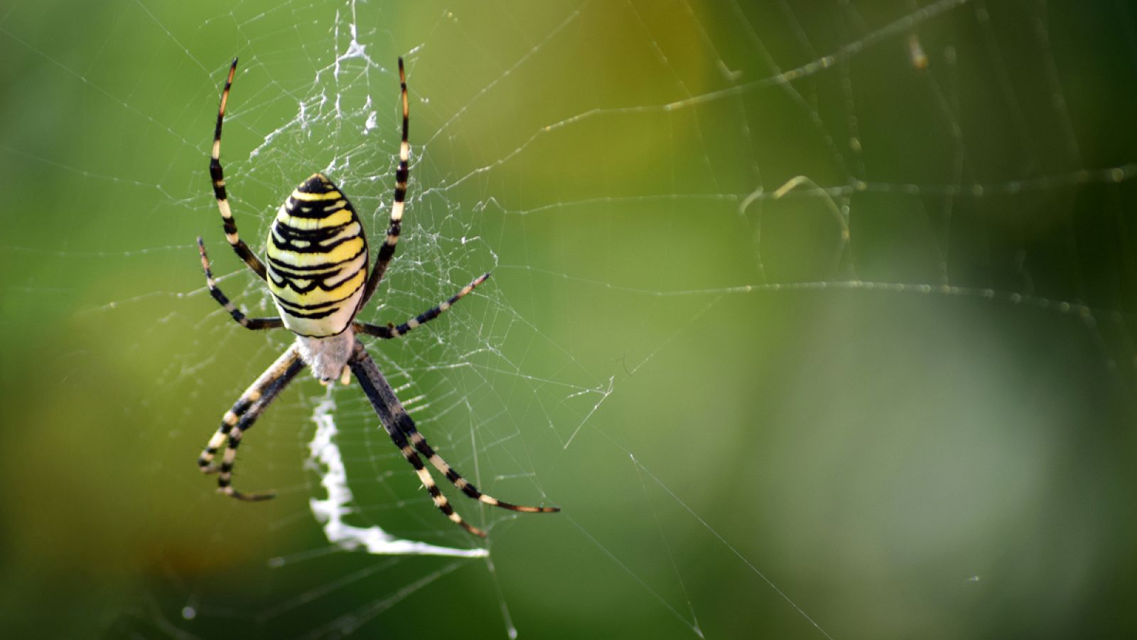 Una araña negra y amarilla de jardín
