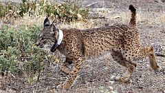 Muere atropellado en una autovía de Portugal 'Kentaro', el lince viajero