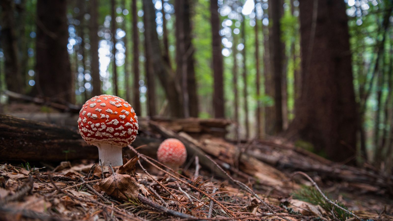 Con el inicio de la temporada de setas, aumenta el número de intoxicaciones.
