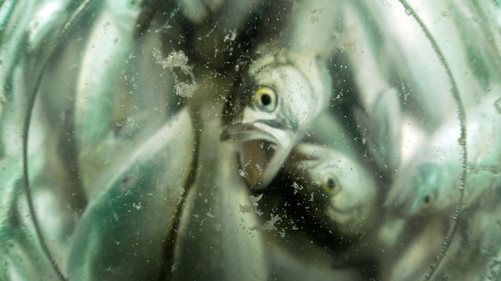 El consumo de alimentos es la principal causa de pérdida de biodiversidad.