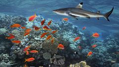 El cambio climático puede empujar a algunos peces hacia los depredadores
