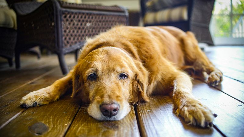 Uno de cada cinco perros mayores de 8 años muestra signos de demencia