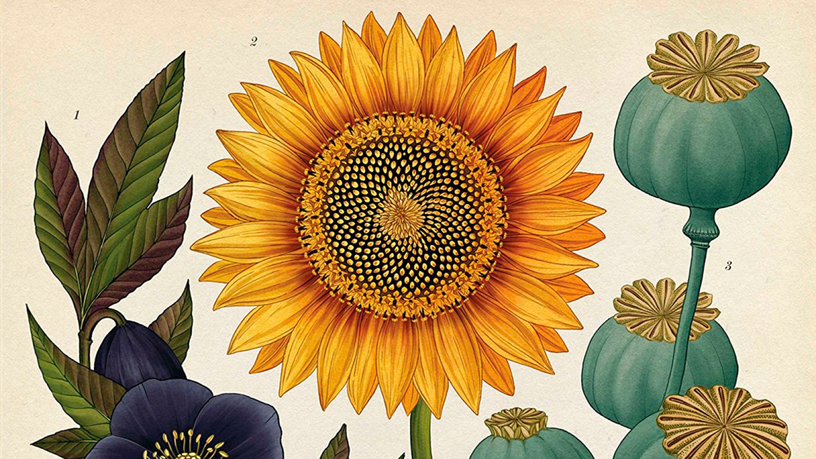 Fragmento de una ilustración de 'Botanicum'