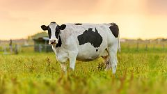 Los mamíferos herbívoros tienen el doble de barriga que los carnívoros