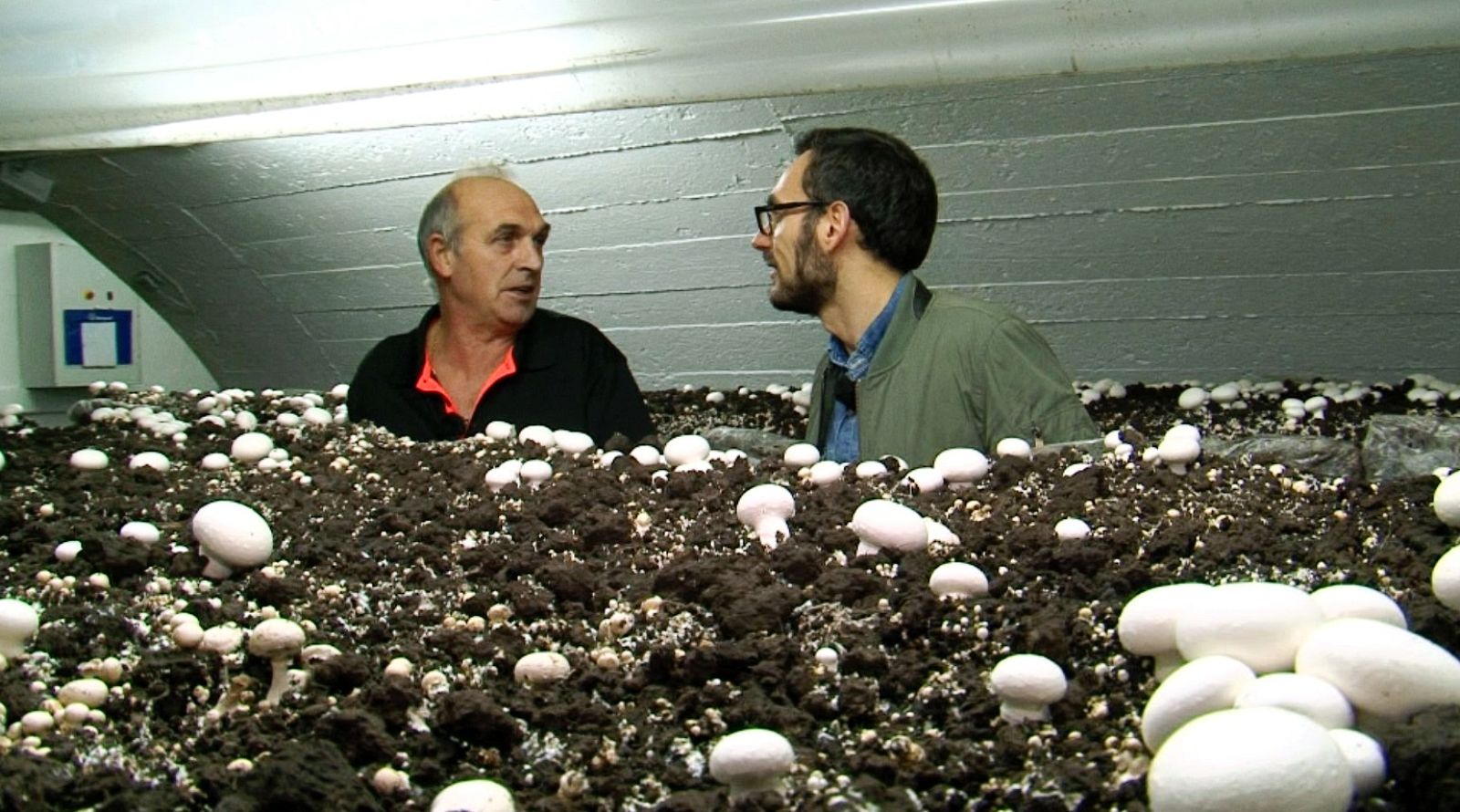 En Autol y Pradejón (La Rioja), el champiñón es el rey