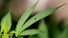 California, Massachusetts y Nevada legalizan el uso recreativo de la marihuana
