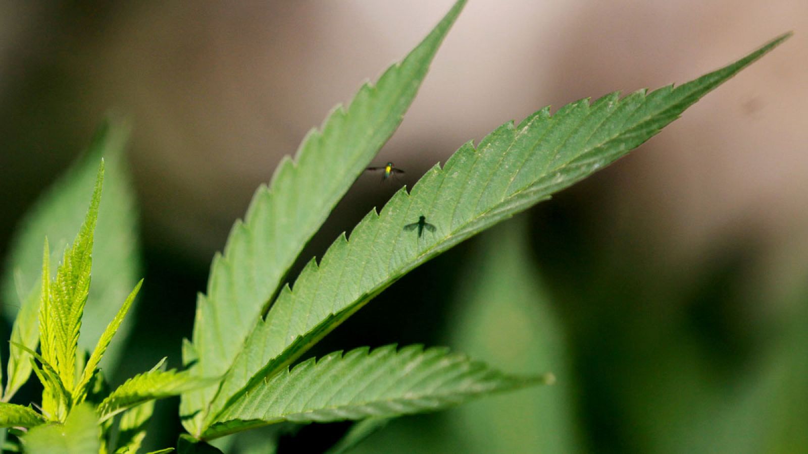 Legalizan el uso recreativo de la marihuana en un referéndum en California.