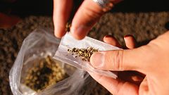 El cannabis causa pérdida de memoria porque reduce la energía de las neuronas