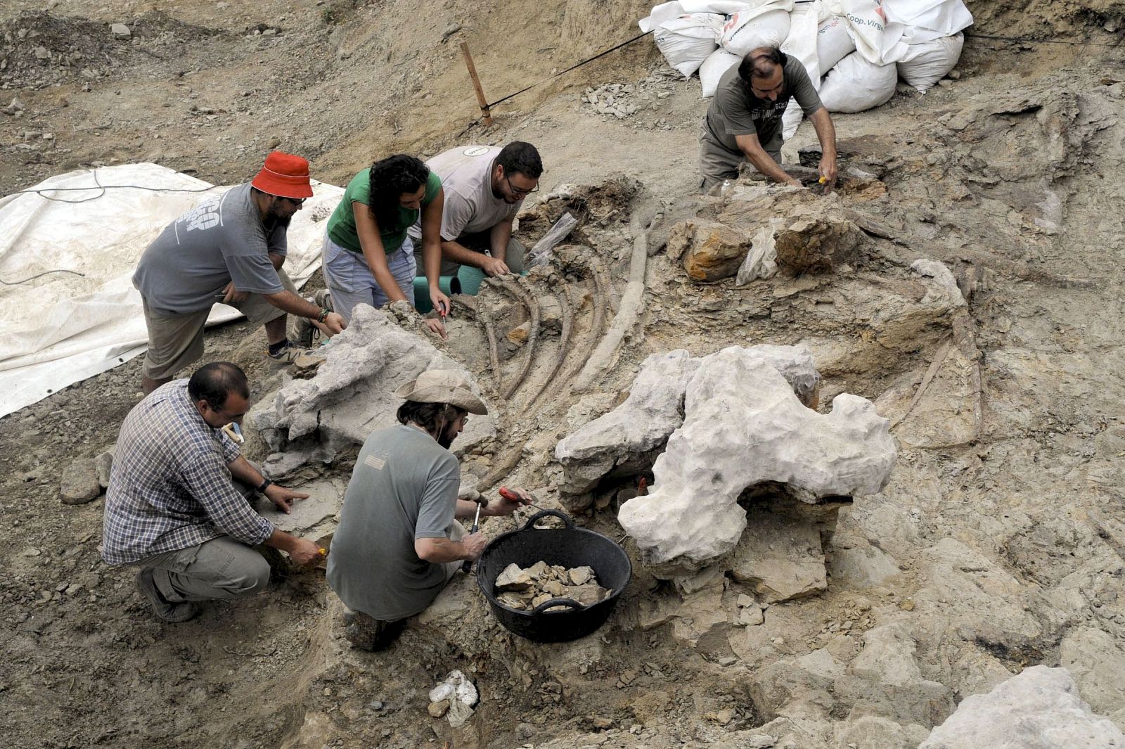 Hallan en Morella restos de un dinosaurio de 120 millones de años
