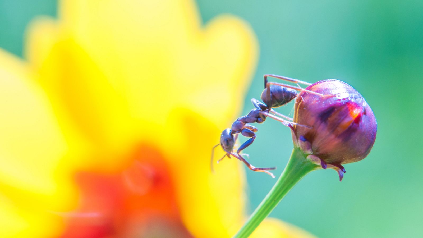 Determinadas hormigas juntan semillas que recogen de los frutos de las plantas y las insertan en las grietas de los árboles.