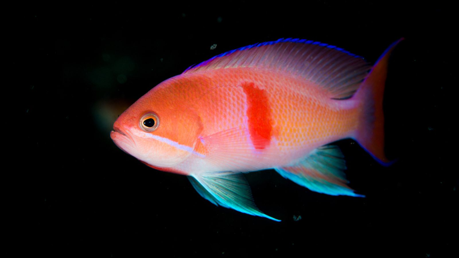 Un anthias de lista roja.
