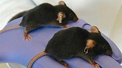 Un equipo internacional de científicos consigue revertir el envejecimiento celular