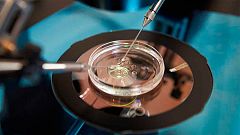 El Reino Unido autoriza la fecundación de bebés de "tres progenitores"