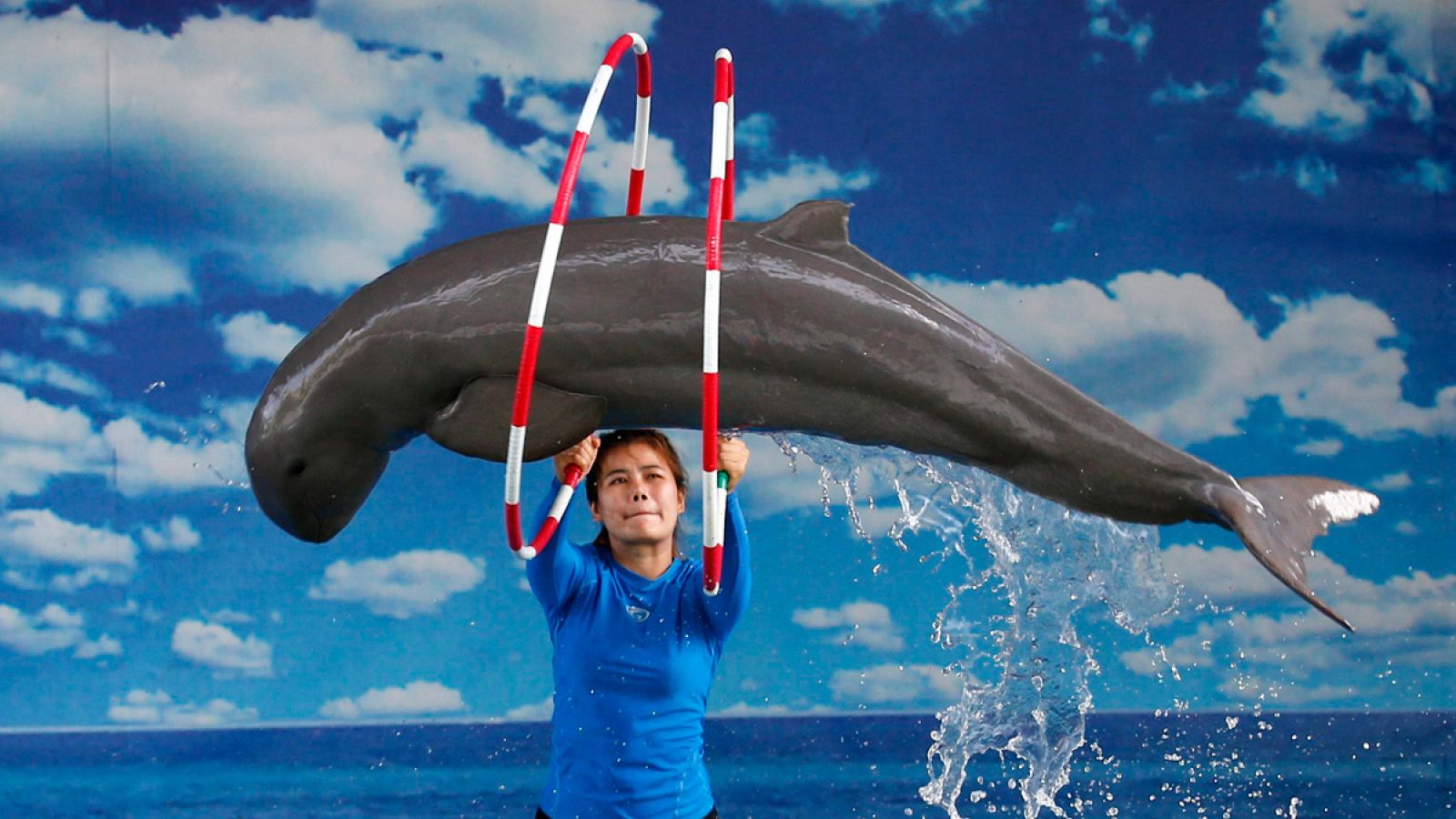 Un delfín del río Irawadi, en un parque de Tailandia.