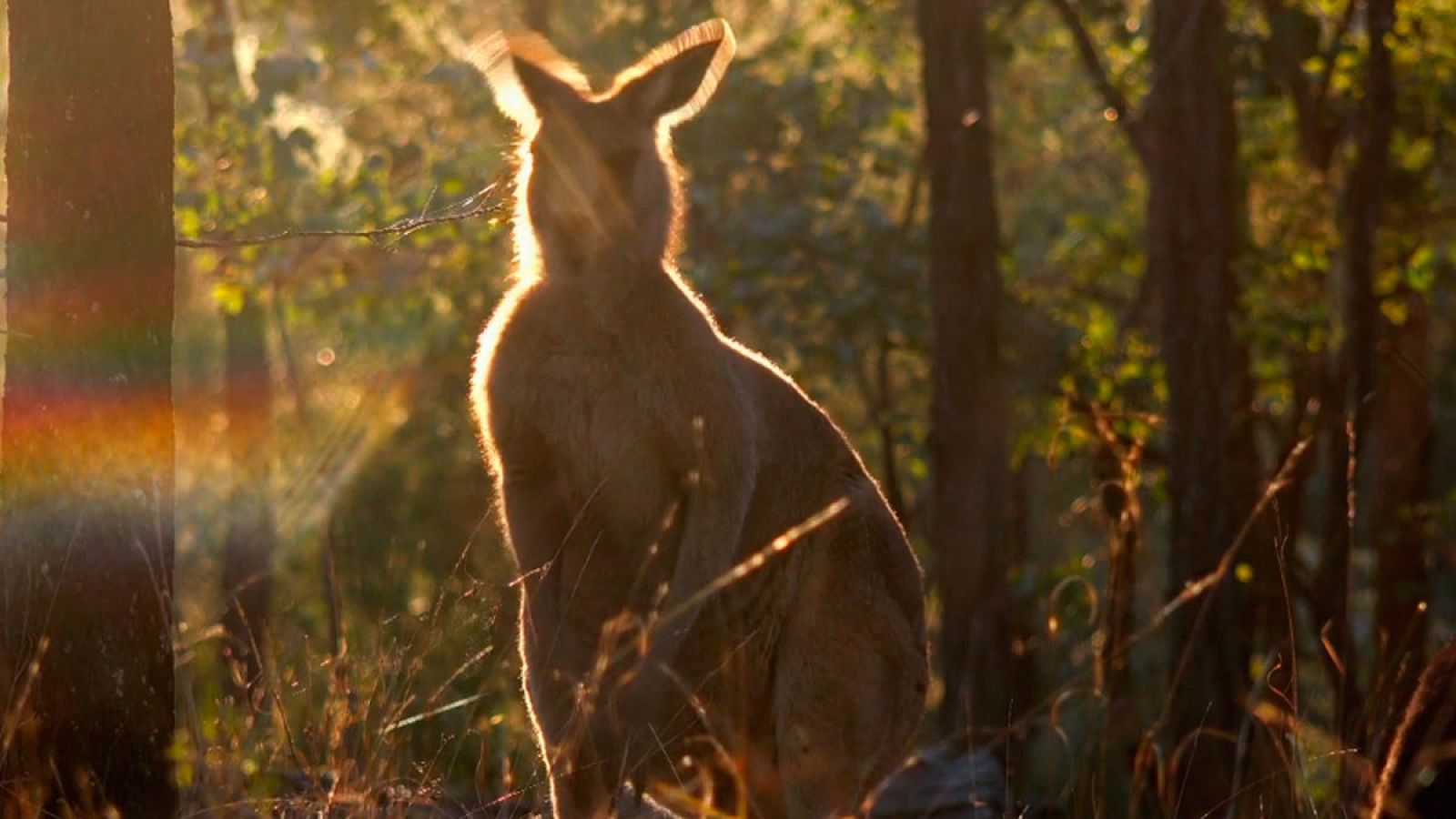 La vida secreta de los canguros