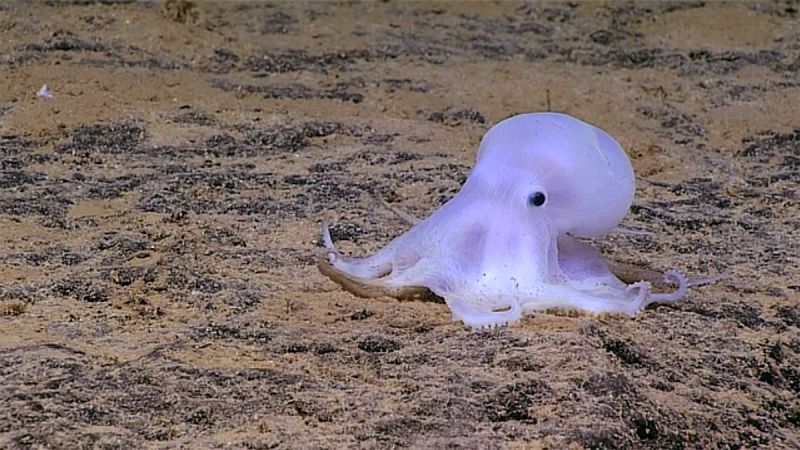 Casper, un pulpo recién descubierto en Hawai y en riesgo por la minería submarina