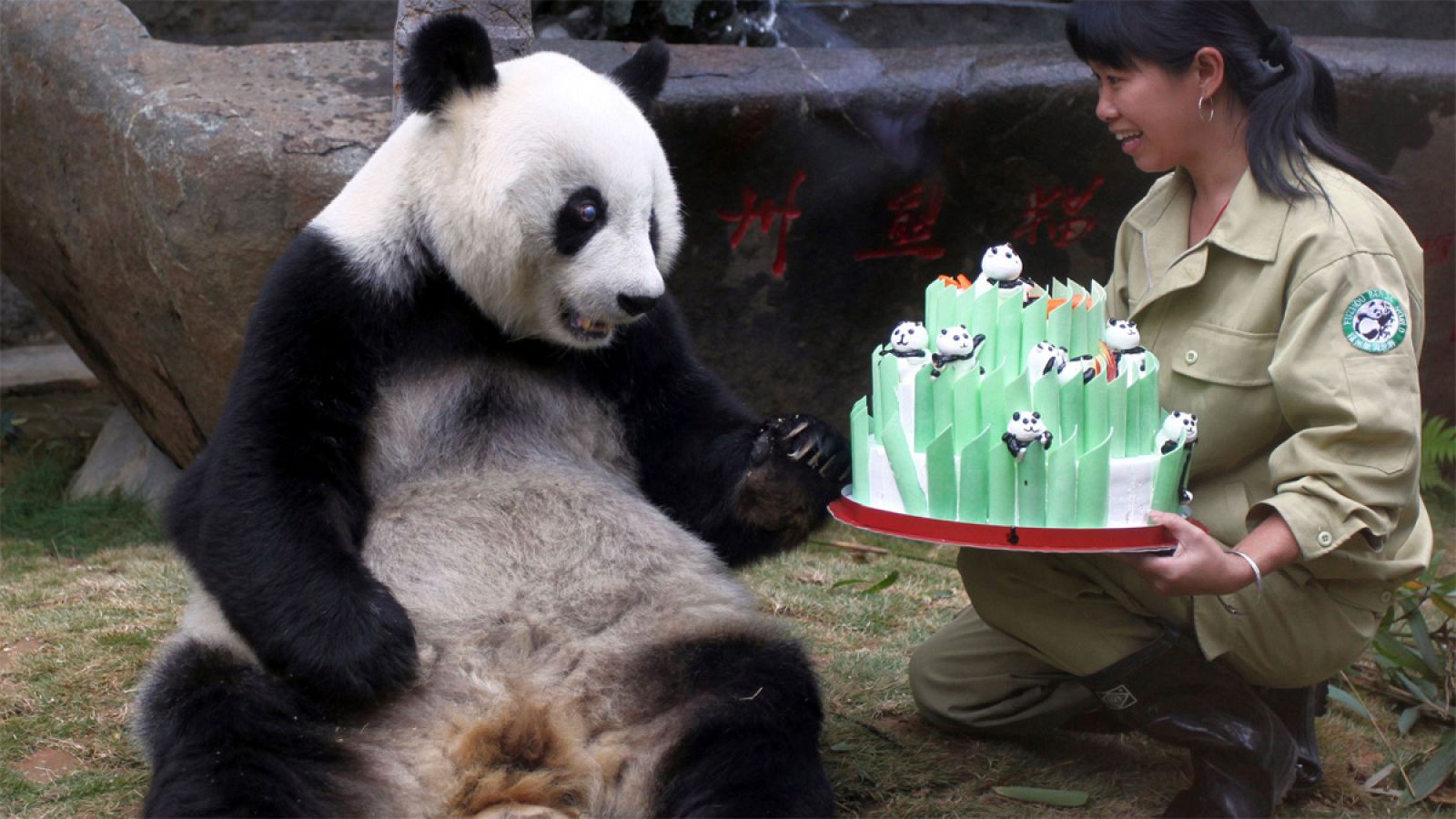 Pan Pan era el oso panda más viejo del mundo. En la fotografía, durante la celebración de su 30º cumpleaños.