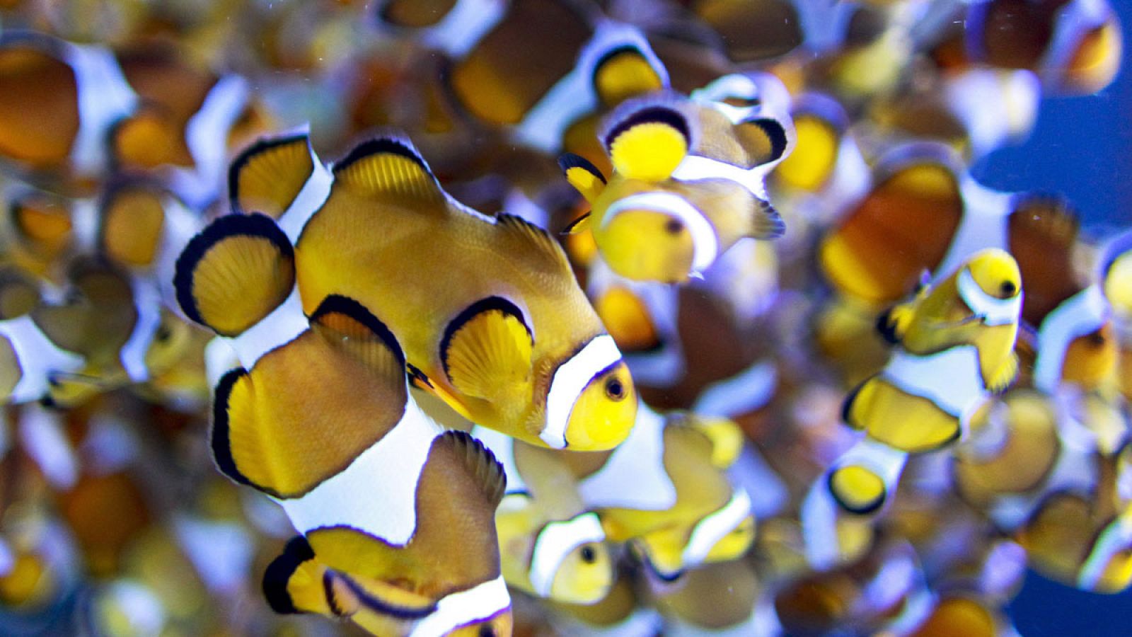 Un banco de peces payaso en el acuario de Ciudad del Cabo, Sudáfrica.