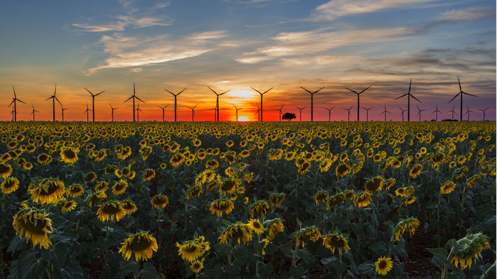 Girasoles y molinos de viento durante una puesta de sol en Cuenca.