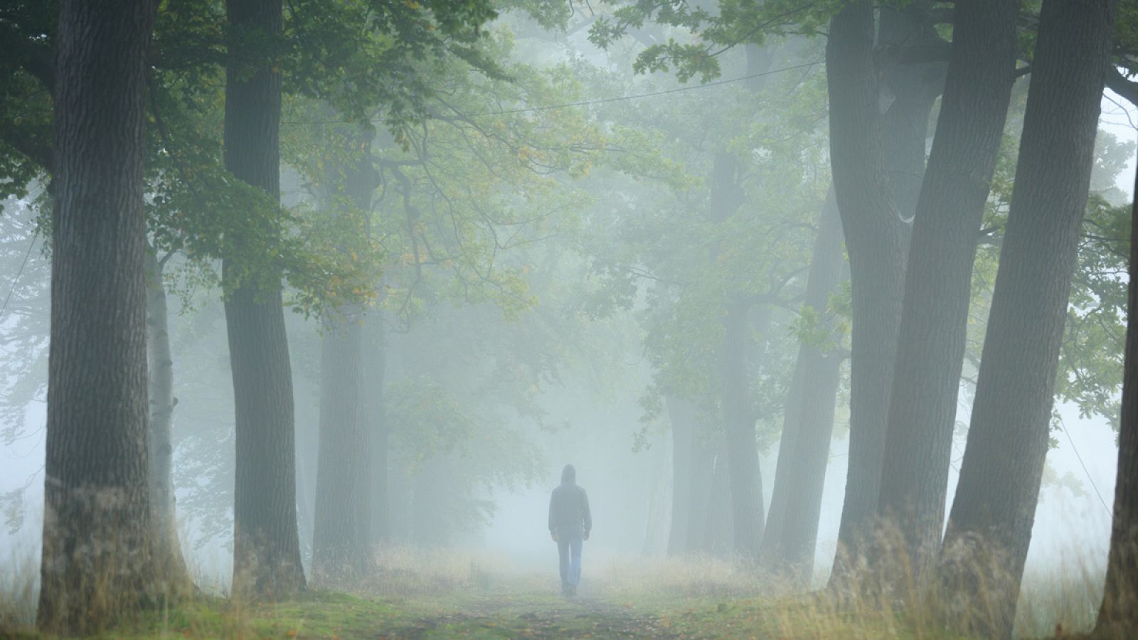 Los ambientes difusos, como la niebla, son aquellos en los que la luz no se propaga en línea recta.
