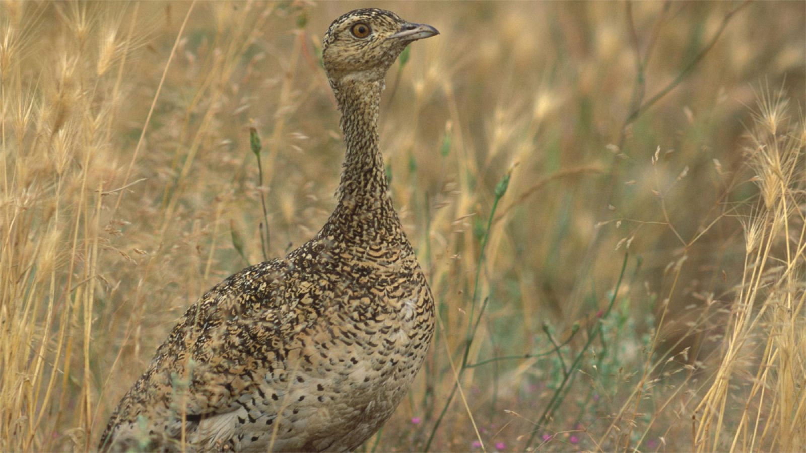 Imagen de un sisón común (Tetrax tetrax) hembra.